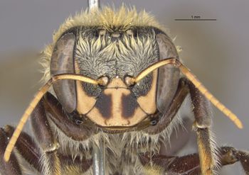 Media type: image;   Entomology 550 Aspect: head frontal view